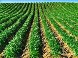 PotatoField Potato-field