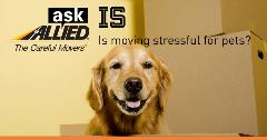 Ask Allied: Is moving stressful for your pets?