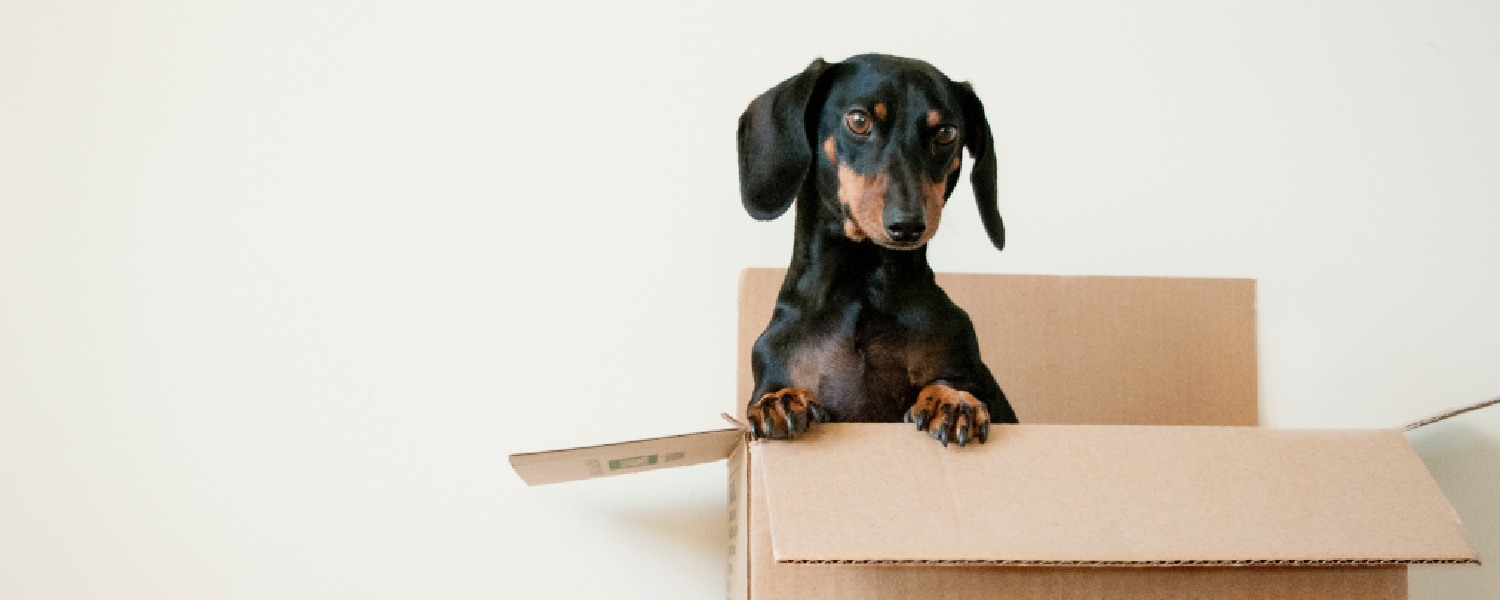 Moving House With a Dog: An Easy Guide To A Stress-Free Transition Featured Image