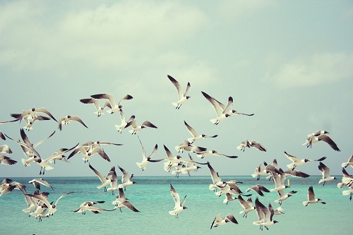 Seagulls Seagulls