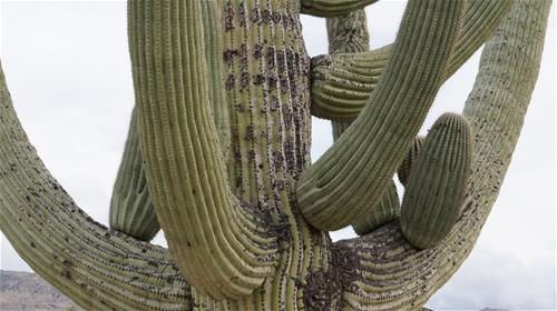 Tucson-desert-museum Tucson Desert Museum